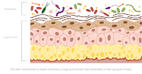 Skin's Microbiome